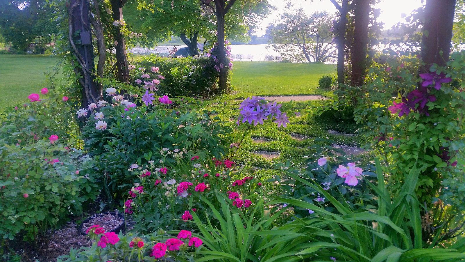 CLEMATIS CLIMB POSTS; ROSES, SWEET WILLIAMS, GARDEN PEONY AND ASTRANTIA IN BLOOM INSIDE FLOWERBED